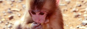Kyoto baby monkey